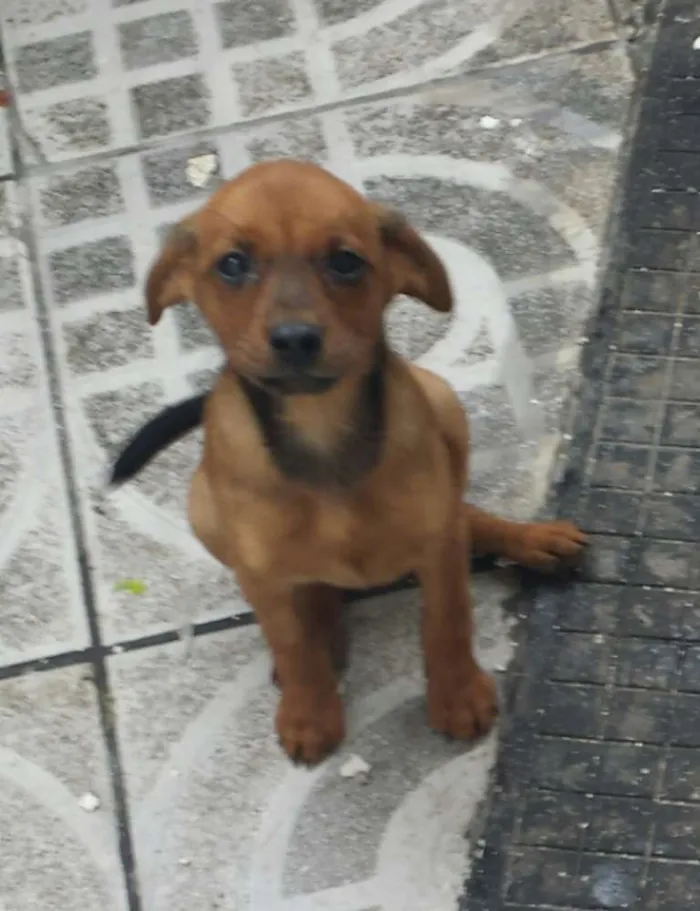 Cachorro ra a sem raça idade 2 a 6 meses nome sem nome