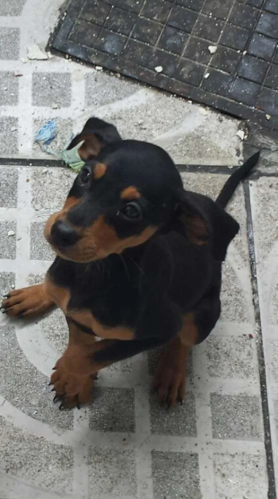 Cachorro ra a sem raça idade 2 a 6 meses nome sem nome