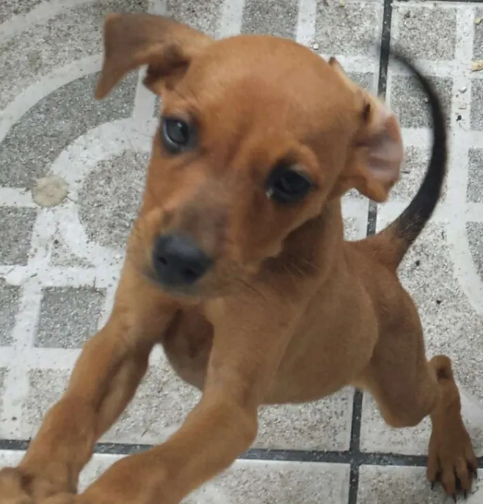 Cachorro ra a sem raça idade 2 a 6 meses nome sem nome