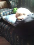 spike