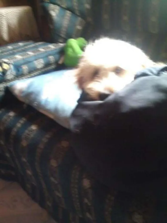 Cachorro ra a Poodle idade 1 ano nome spike