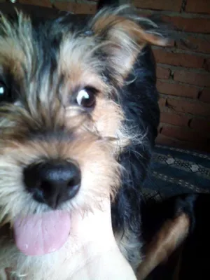 Cachorro raça Poodle idade 1 ano nome dinho