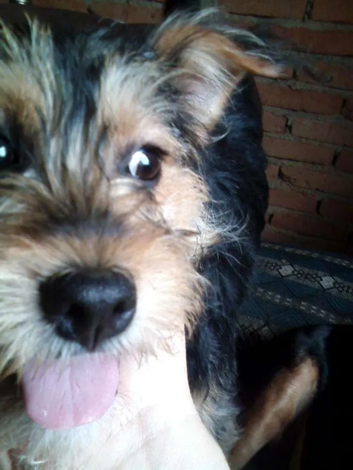 Cachorro ra a Poodle idade 1 ano nome dinho