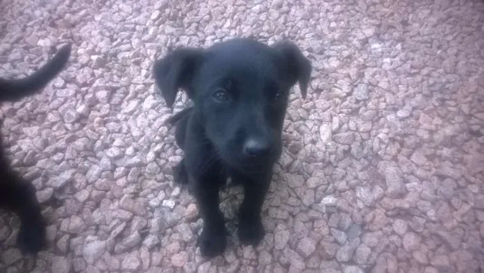 Cachorro ra a mestiço labrador idade 2 a 6 meses nome sem nome