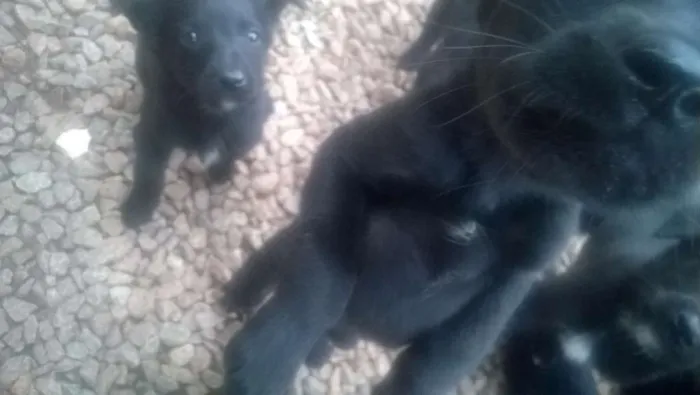 Cachorro ra a mestiço labrador idade 2 a 6 meses nome sem nome