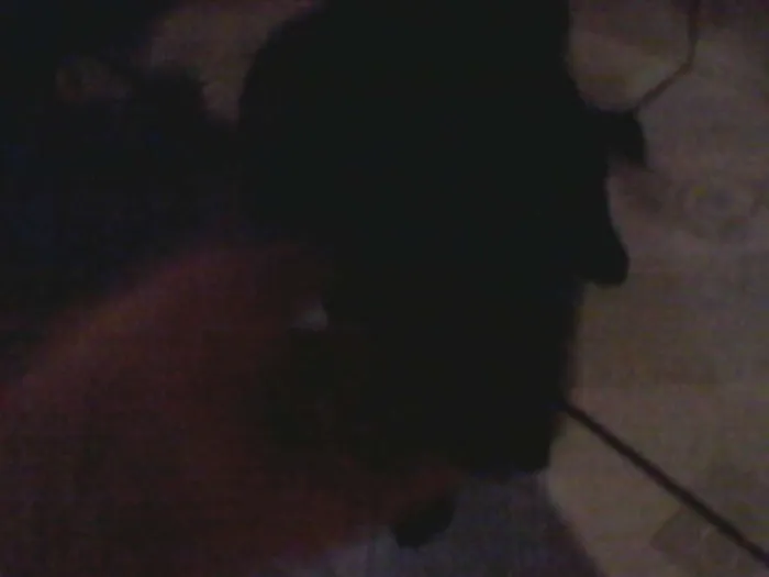 Cachorro ra a não definida idade 2 a 6 meses nome pretinha