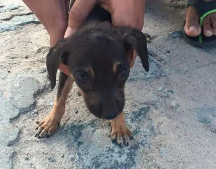 Cachorro ra a Vira lara idade Abaixo de 2 meses nome Não tem nome