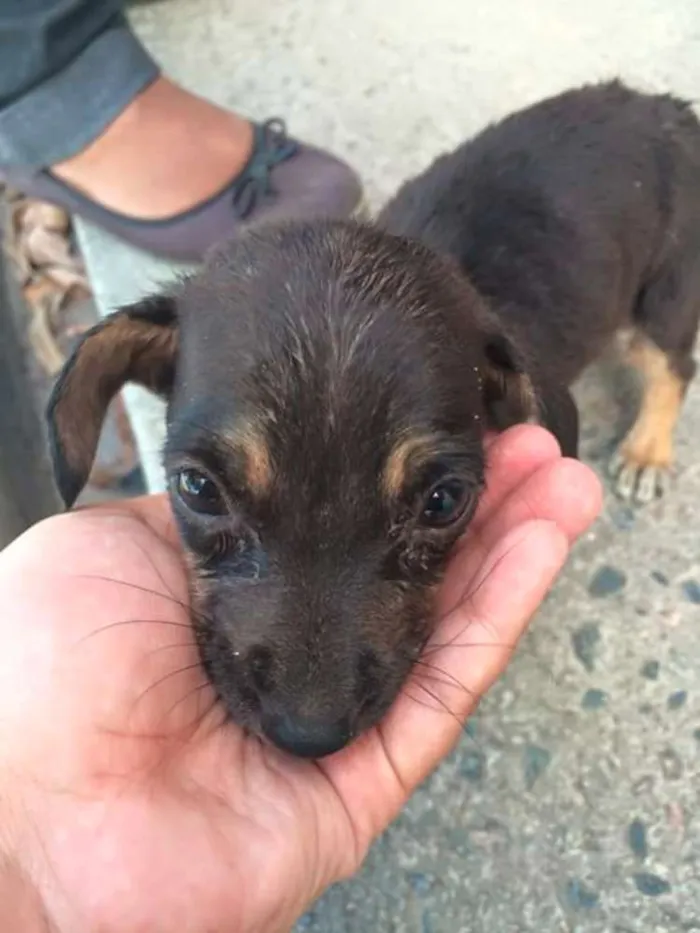 Cachorro ra a Vira lara idade Abaixo de 2 meses nome Não tem nome
