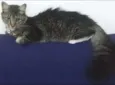 Nina