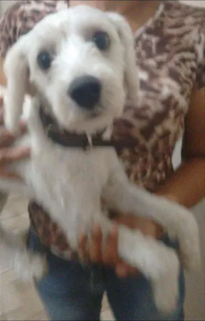 Cachorro raça poodle/lhasa idade 2 a 6 meses nome Cristal