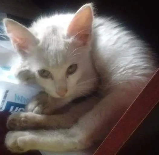 Gato ra a  idade Abaixo de 2 meses nome Cindy
