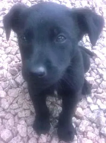 Cachorro ra a mestiço labrador idade 2 a 6 meses nome sem nome