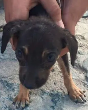 Cachorro raça Vira lara idade Abaixo de 2 meses nome Não tem nome