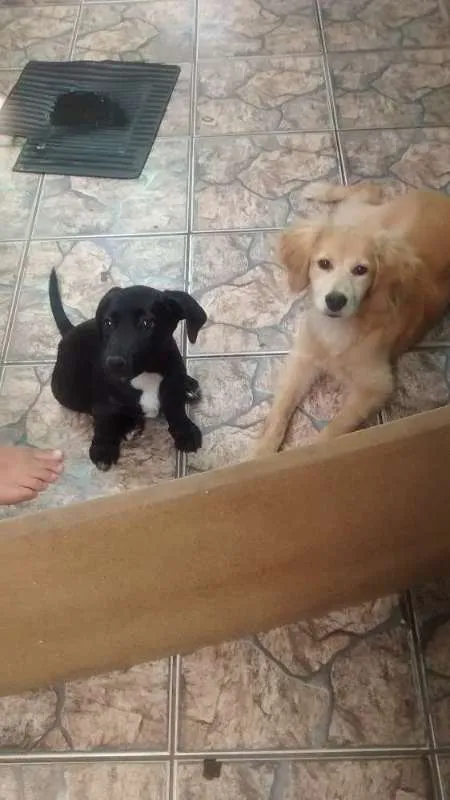 Cachorro ra a indefinida idade 1 ano nome Nina