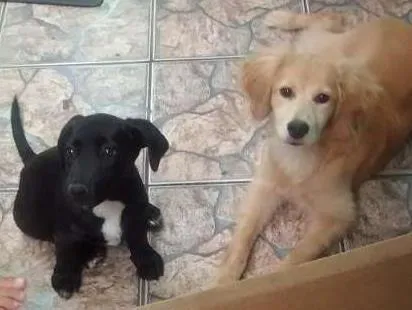 Cachorro ra a indefinida idade 1 ano nome Nina