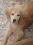 Nina