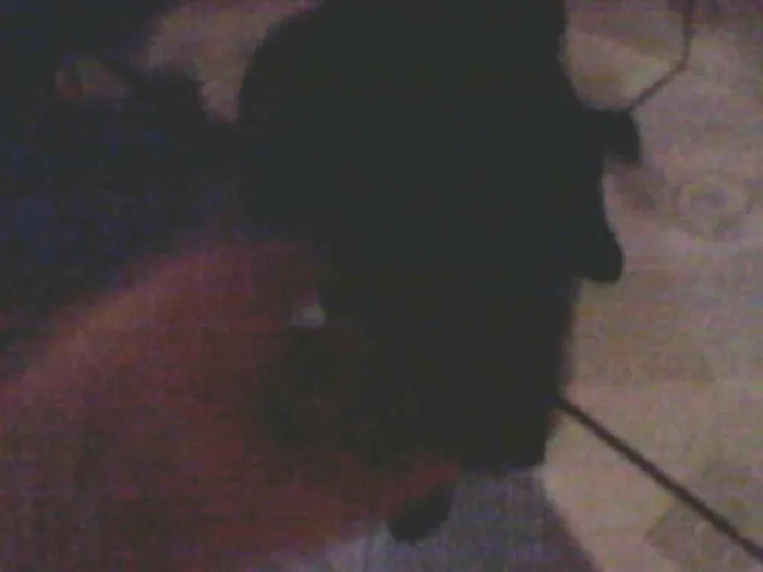 Cachorro ra a não definida idade 2 a 6 meses nome pretinha
