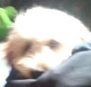 Cachorro raça Poodle idade 1 ano nome juninho