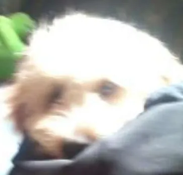 Cachorro ra a Poodle idade 1 ano nome juninho