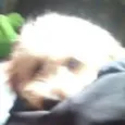 spike