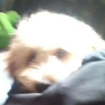 Cachorro ra a Poodle idade 1 ano nome spike