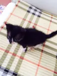 Frajolinha