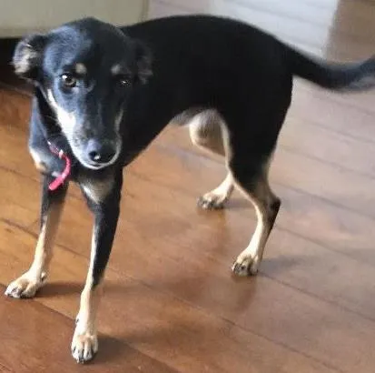 Cachorro ra a Vira lata idade 2 anos nome Ninja