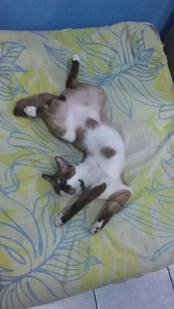 Gato ra a siamês  idade 1 ano nome Myon