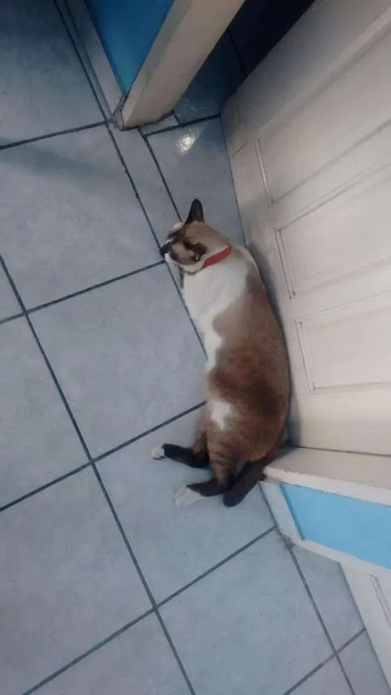 Gato ra a siamês  idade 1 ano nome Myon