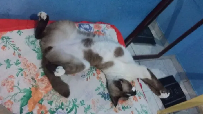 Gato ra a siamês  idade 1 ano nome Myon