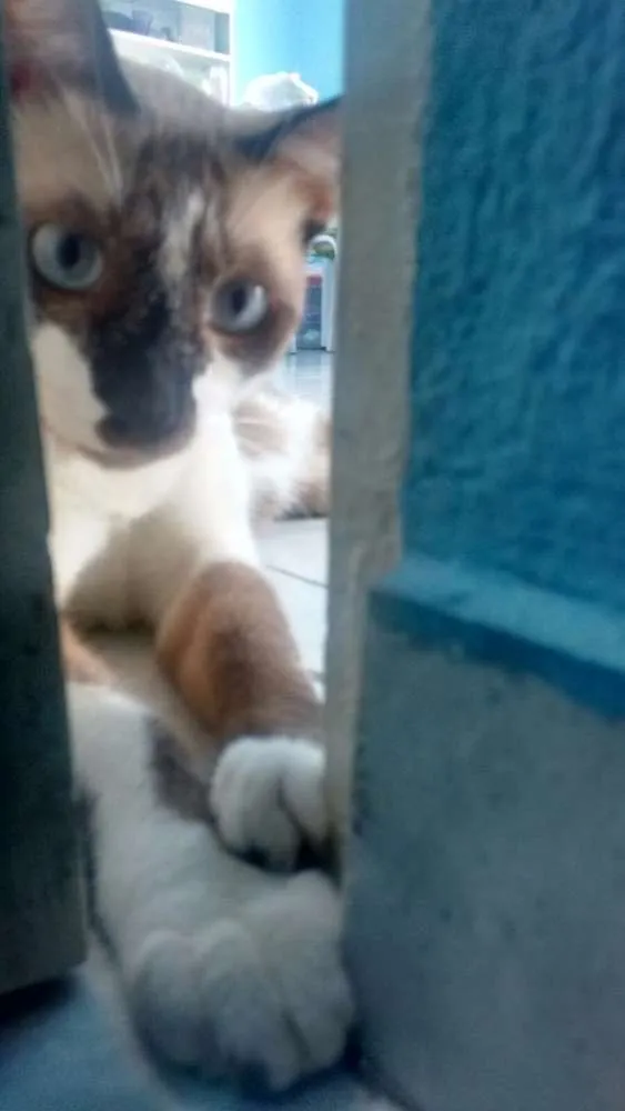 Gato ra a siamês  idade 1 ano nome Myon