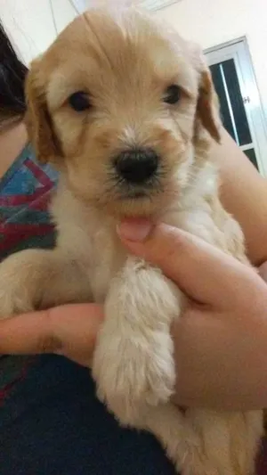 Cachorro raça viralata idade Abaixo de 2 meses nome 4 filhotes 