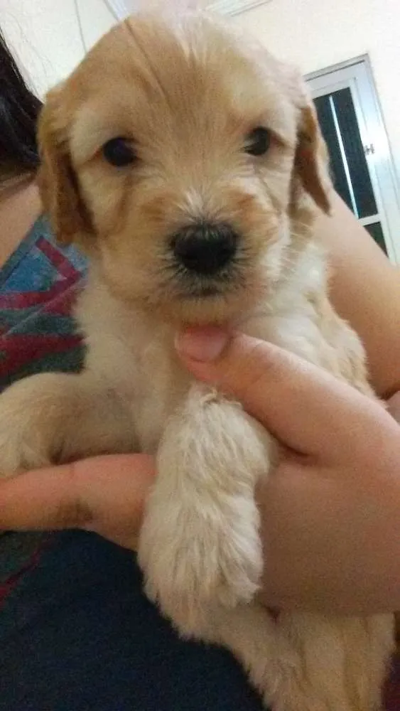 Cachorro ra a viralata idade Abaixo de 2 meses nome 4 filhotes 