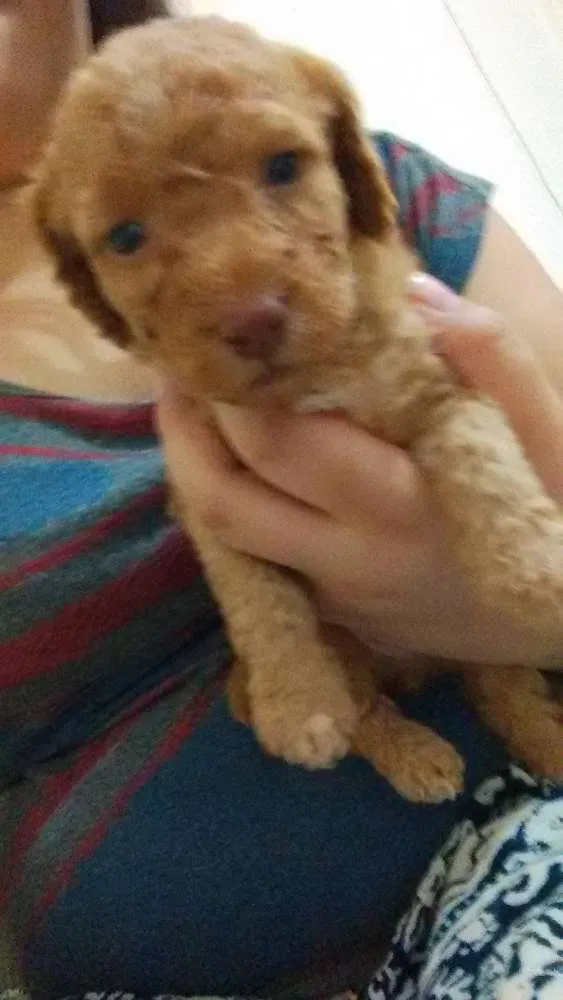 Cachorro ra a viralata idade Abaixo de 2 meses nome 4 filhotes 