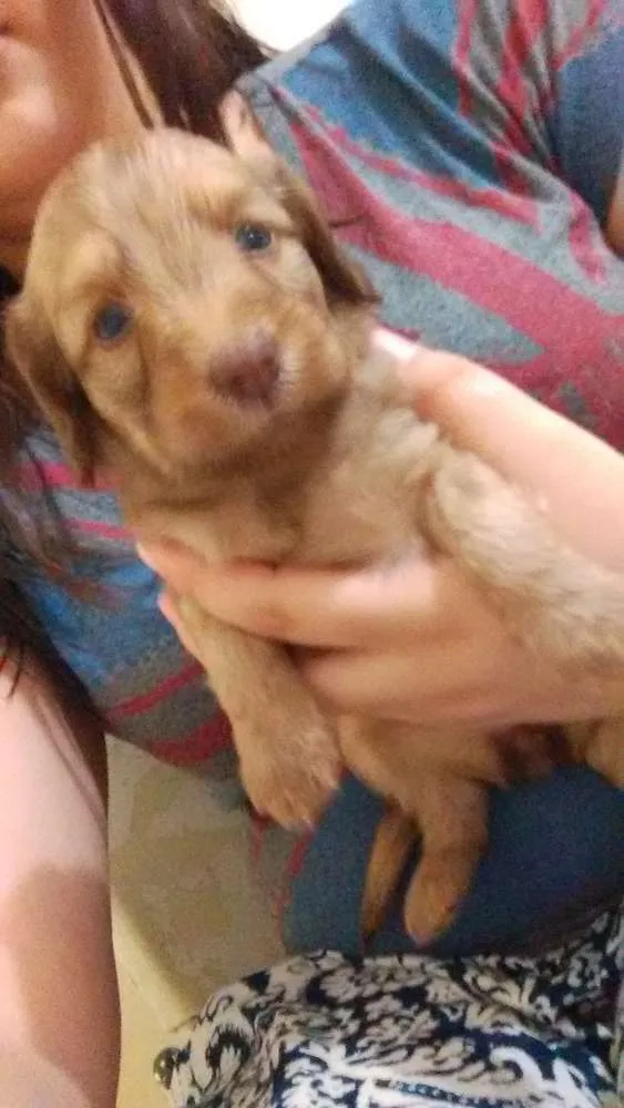 Cachorro ra a viralata idade Abaixo de 2 meses nome 4 filhotes 