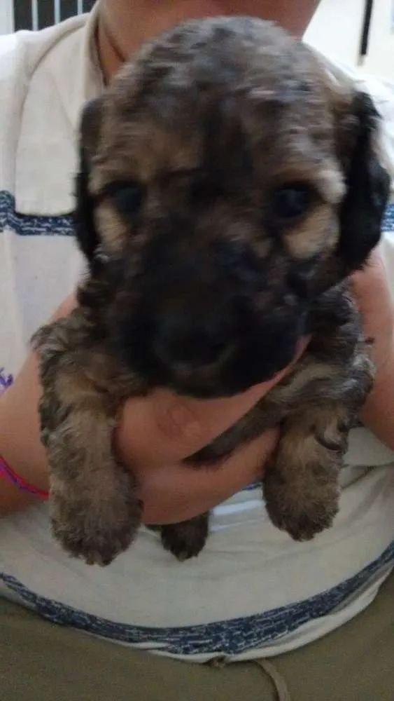 Cachorro ra a viralata idade Abaixo de 2 meses nome 4 filhotes 