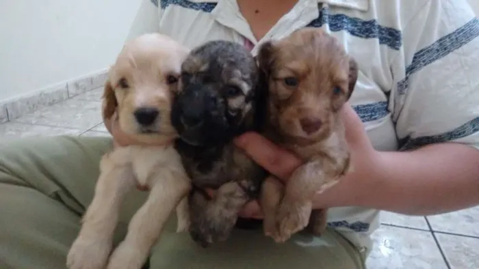Cachorro ra a viralata idade Abaixo de 2 meses nome 4 filhotes 