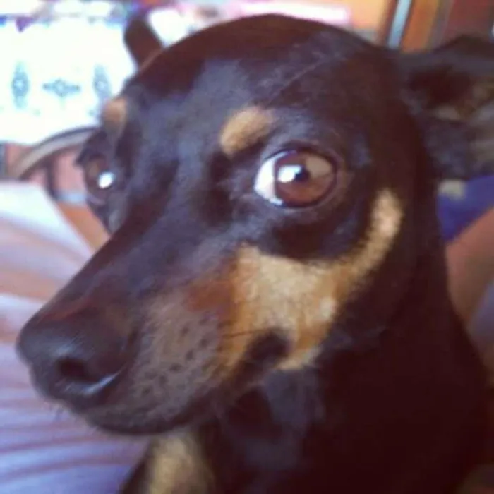 Cachorro ra a pincher  idade 4 anos nome Lili