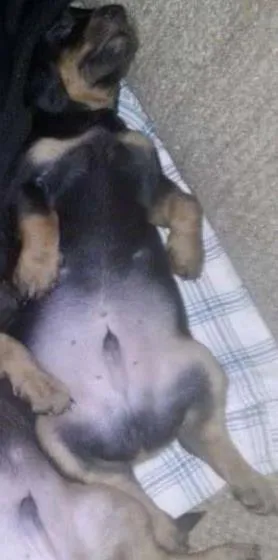 Cachorro raça  idade Abaixo de 2 meses nome cãozinho