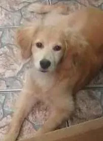Cachorro ra a indefinida idade 1 ano nome Nina