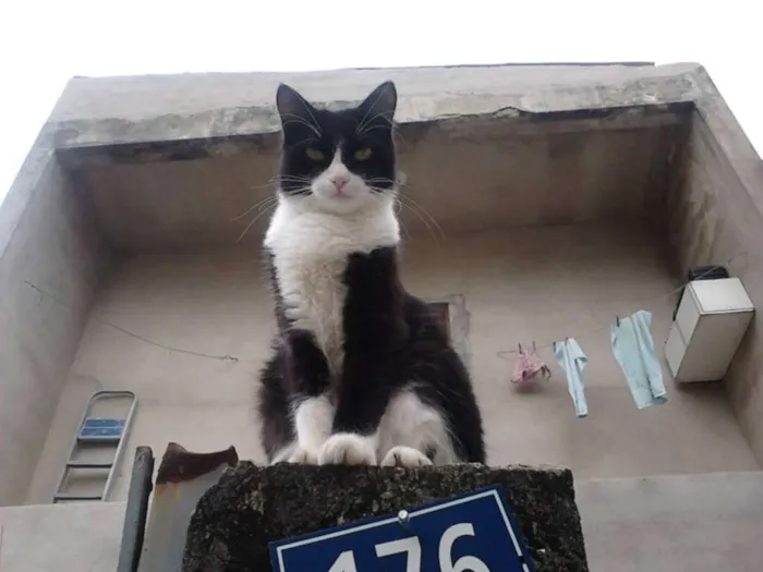 Gato ra a SRD idade 5 anos nome LUCKY GRATIFICA