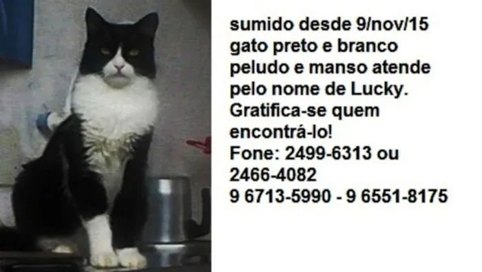 Gato ra a SRD idade 5 anos nome LUCKY GRATIFICA