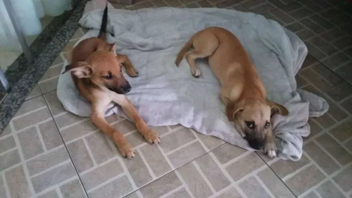 Cachorro ra a SRD idade 2 a 6 meses nome Tobias