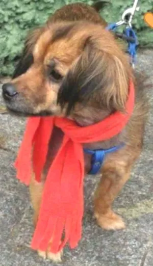 Cachorro raça SRD idade 3 anos nome Doty
