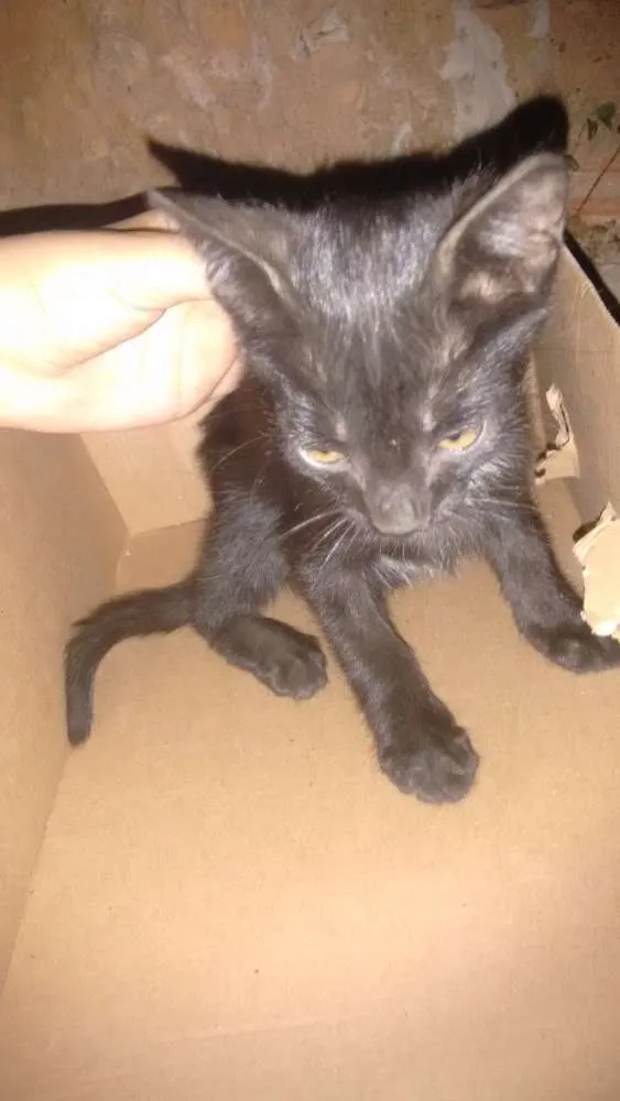 Gato raça  idade Abaixo de 2 meses nome Romeu