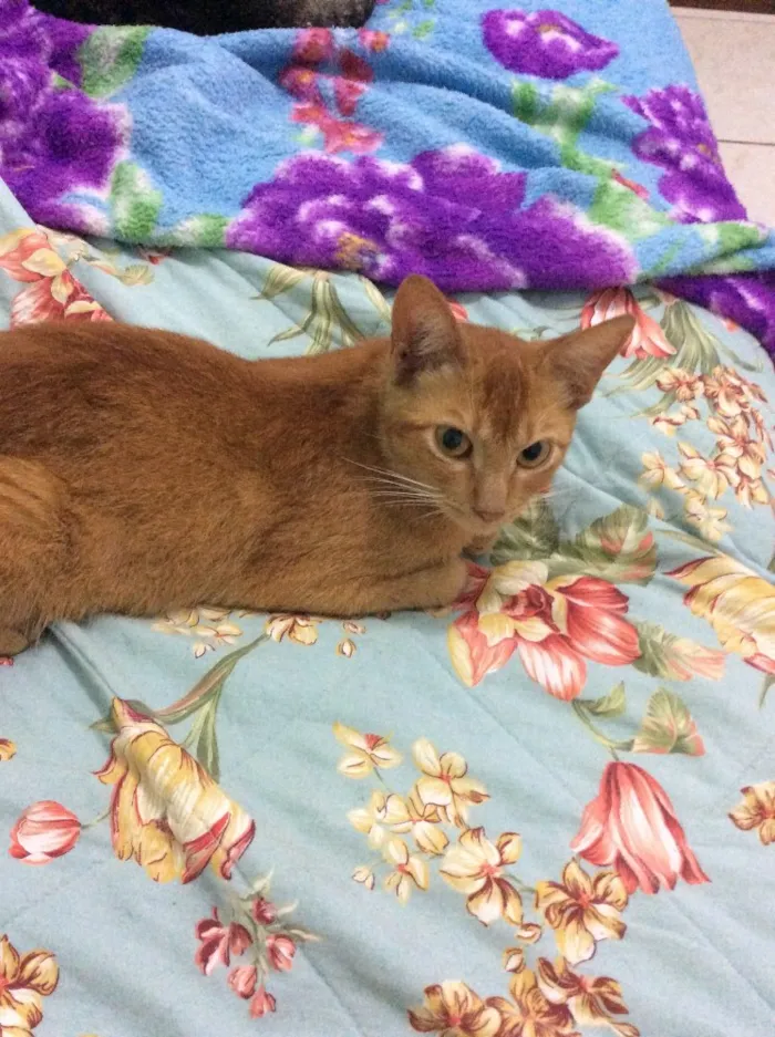 Gato ra a Vira lata idade 2 a 6 meses nome Ruiva 