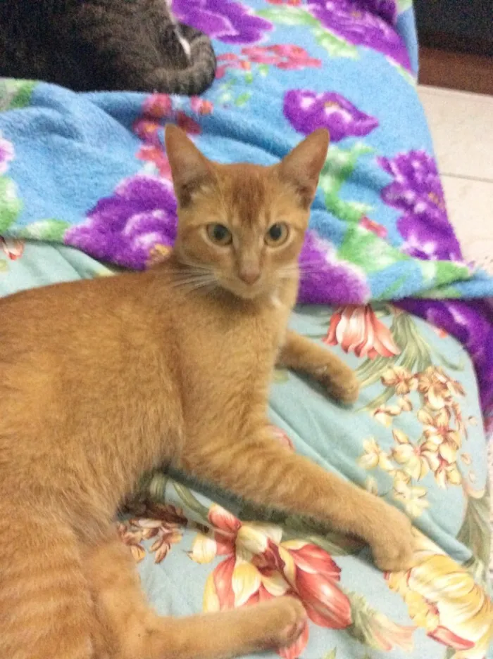 Gato ra a Vira lata idade 2 a 6 meses nome Ruiva 