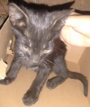 Gato raça  idade Abaixo de 2 meses nome Romeu
