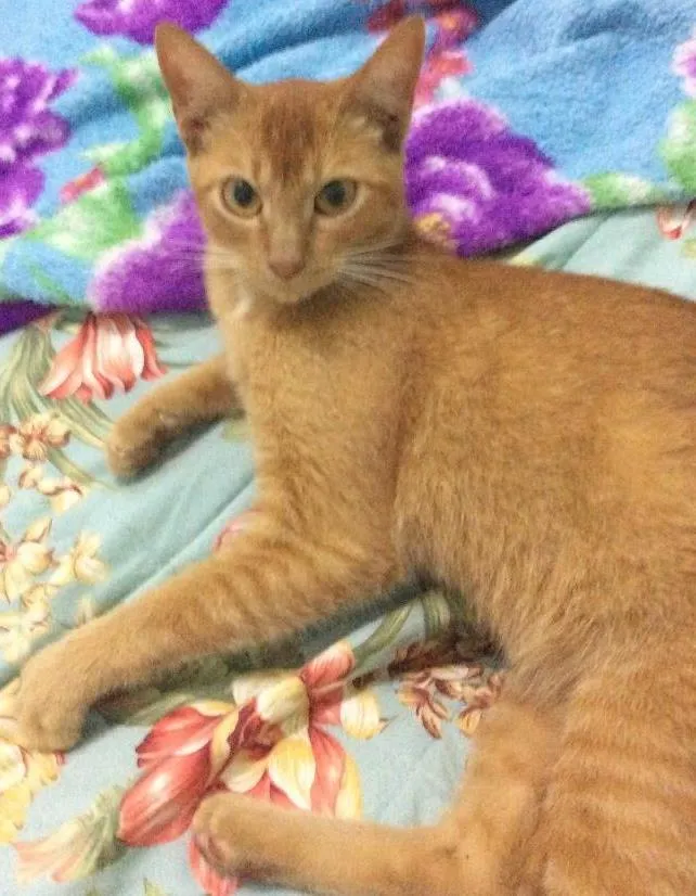 Gato ra a Vira lata idade 2 a 6 meses nome Ruiva 