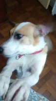 Pepita